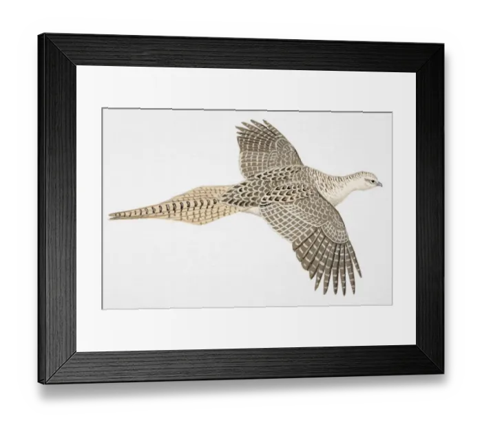 Framed Print : Pheasant (Phasianus colchicus), adult female Framed Print : Pheasant (Phasianus colchicus), adult female