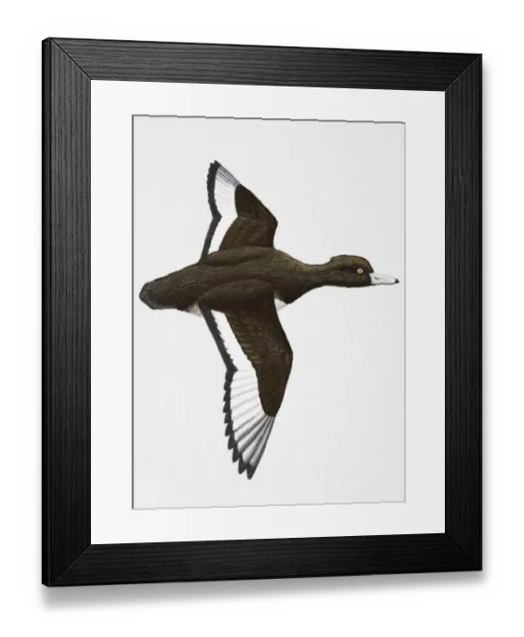 Framed Print : Tufted Duck (Aythya fuligula), medium-sized, adult male diving duck Framed Print : Tufted Duck (Aythya fuligula), medium-sized, adult male diving duck