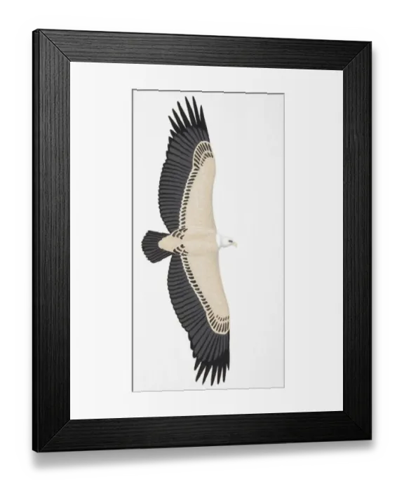 Framed Print : Griffon Vulture (Gyps fulvus), adult
