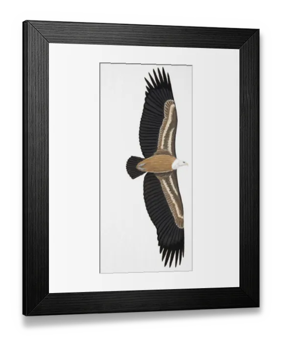 Framed Print : Griffon Vulture (Gyps fulvus), adult, underside Framed Print : Griffon Vulture (Gyps fulvus), adult, underside
