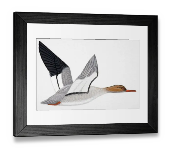 Framed Print : Red-breasted Merganser (Mergus serrator), adult female diving duck Framed Print : Red-breasted Merganser (Mergus serrator), adult female diving duck
