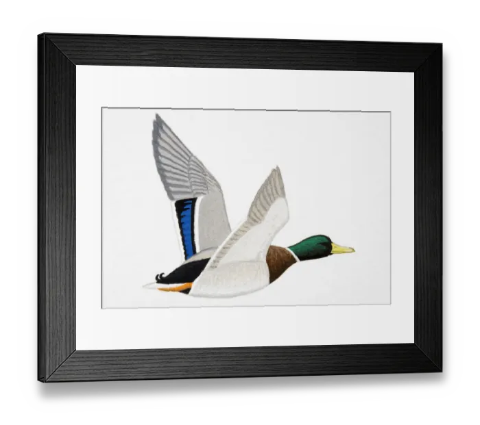 Framed Print : Mallard (Anas platyrhynchos), drake Framed Print : Mallard (Anas platyrhynchos), drake