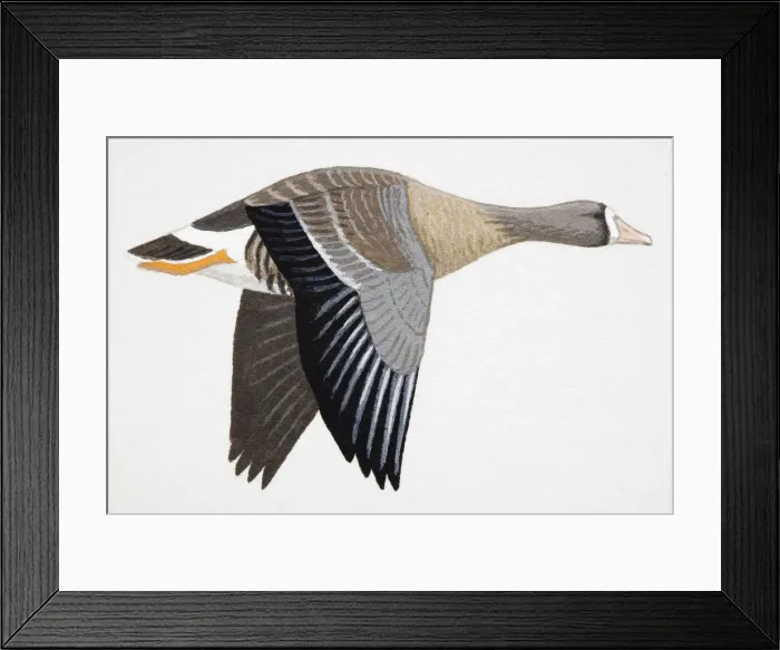 Framed Print : White-fronted Goose frontalis (Anser albifrons), known as Greater White-fronted Goose in North America, adult Framed Print : White-fronted Goose frontalis (Anser albifrons), known as Greater White-fronted Goose in North America, adult
