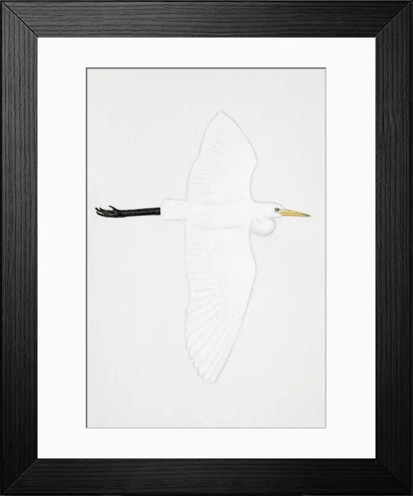 Framed Print : Great White Egret (Egretta alba), also known as White Heron, Common Egret, adult
