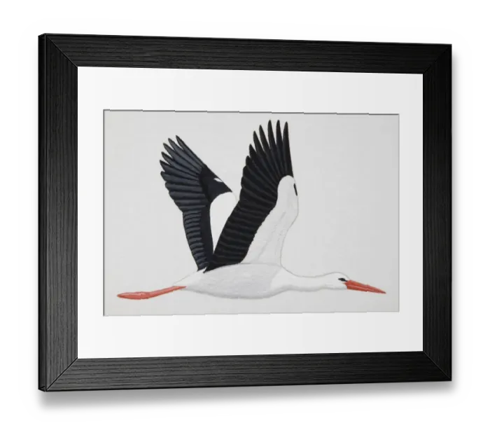 Framed Print : White Stork (Ciconia ciconia), adult Framed Print : White Stork (Ciconia ciconia), adult