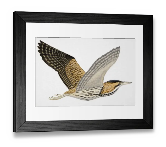 Framed Print : Great Bittern (Botaurus stellaris), adult Framed Print : Great Bittern (Botaurus stellaris), adult