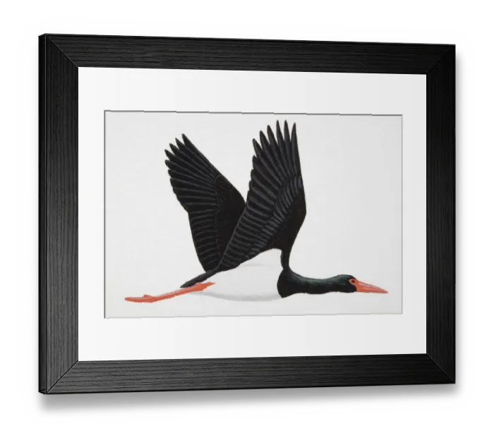 Framed Print : Black Stork (Ciconia nigra), adult Framed Print : Black Stork (Ciconia nigra), adult