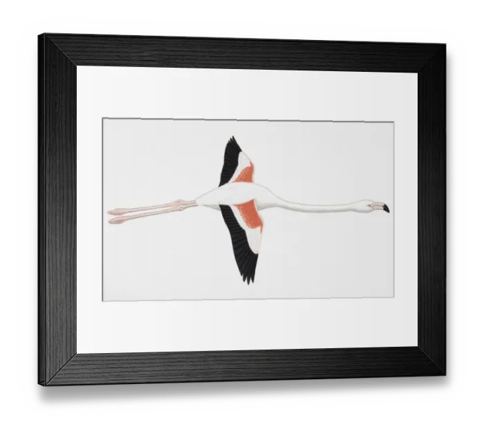 Framed Print : Greater Flamingo (Phoenicopterus ruber), adult