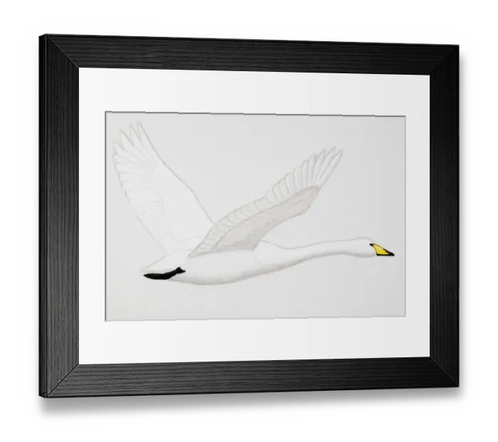 Framed Print : Whooper Swan (Cygnus cygnus), adult Framed Print : Whooper Swan (Cygnus cygnus), adult