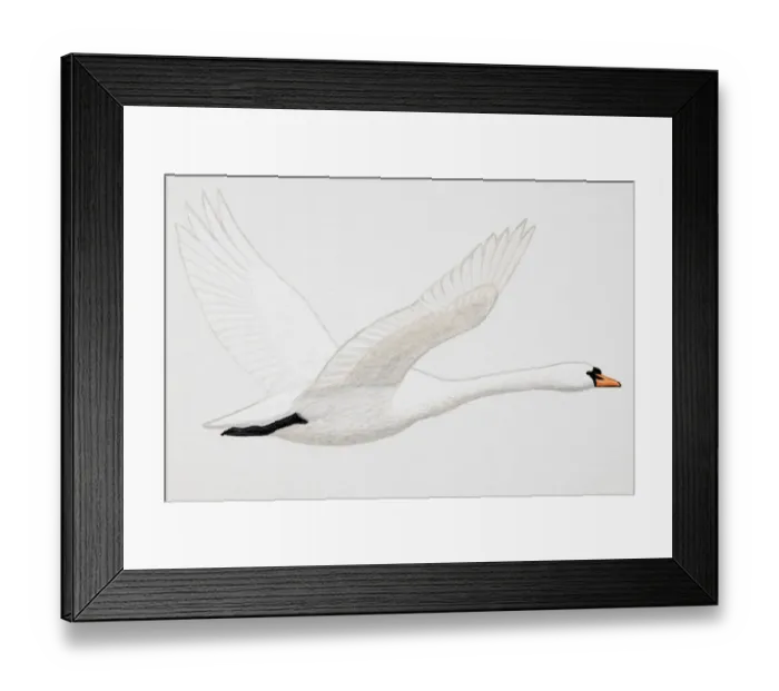 Framed Print : Mute Swan (Cygnus olor), adult Framed Print : Mute Swan (Cygnus olor), adult
