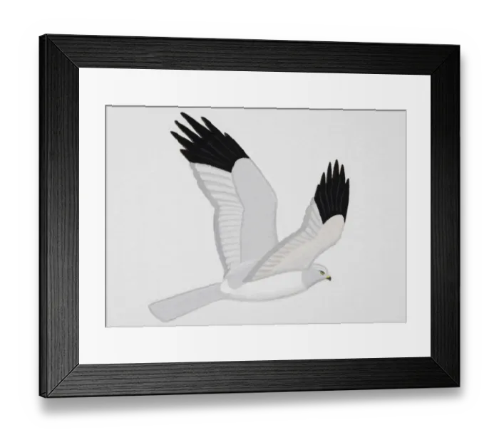 Framed Print : Hen Harrier (Circus cyaneus), adult male Framed Print : Hen Harrier (Circus cyaneus), adult male