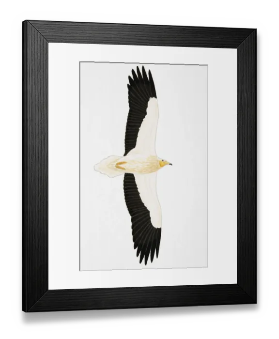 Framed Print : Egyptian Vulture Neophron percnopterus), adult Framed Print : Egyptian Vulture Neophron percnopterus), adult