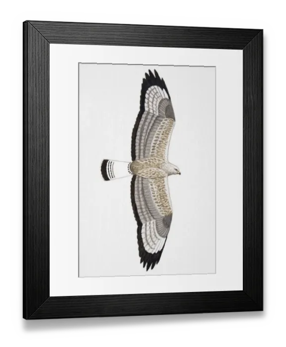 Framed Print : Rough-legged Buzzard (Buteo lagopus), Rough-legged Hawk North America, adult Framed Print : Rough-legged Buzzard (Buteo lagopus), Rough-legged Hawk North America, adult