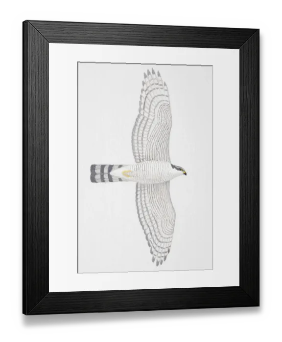 Framed Print : Eurasian Sparrowhawk (Accipiter nisus), adult female bird of prey Framed Print : Eurasian Sparrowhawk (Accipiter nisus), adult female bird of prey
