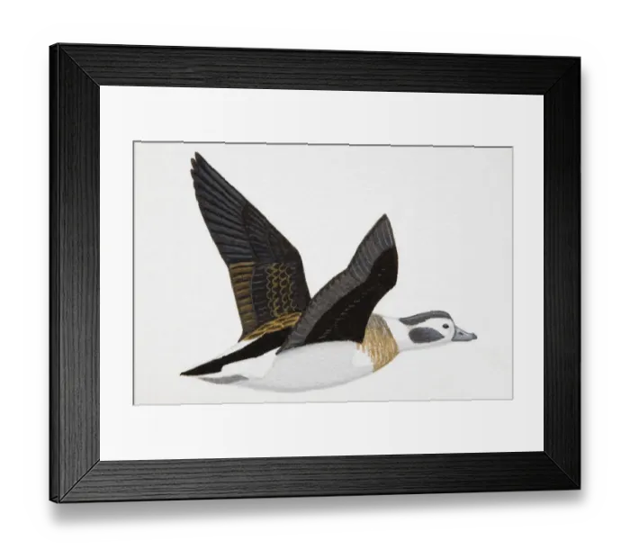 Framed Print : Long-tailed Duck (Clangula hyemalis), medium-sized, adult female sea duck