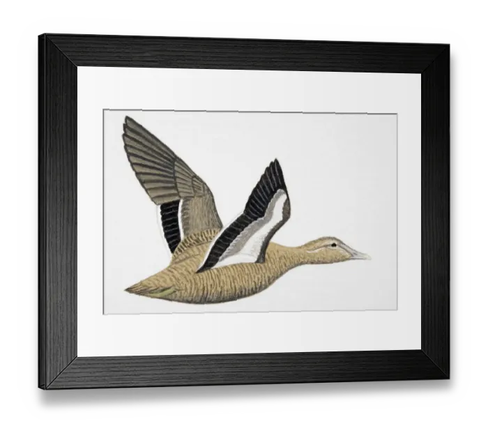 Framed Print : Eider (Somateria mollissima), adult female sea duck