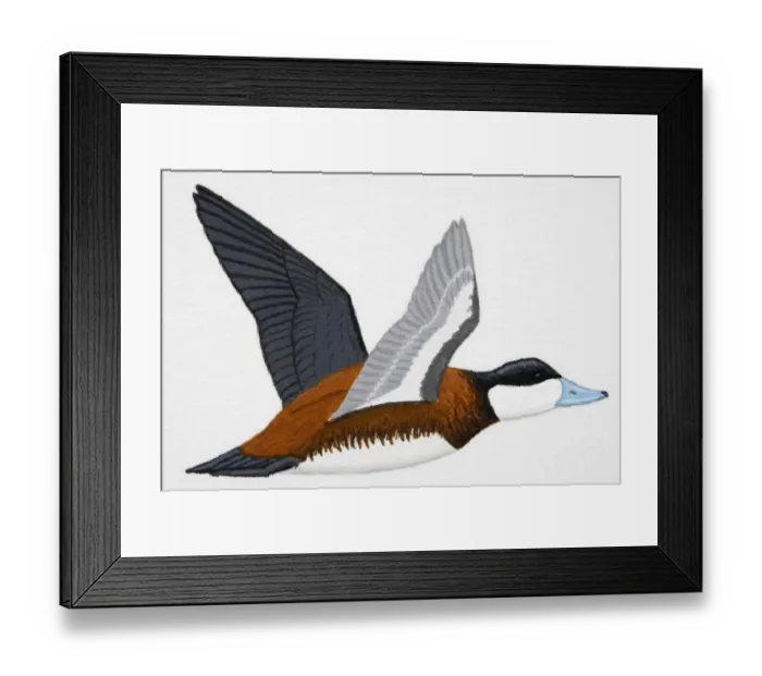 Framed Print : Ruddy Duck (Oxyura jamaicensis), adult male duck Framed Print : Ruddy Duck (Oxyura jamaicensis), adult male duck