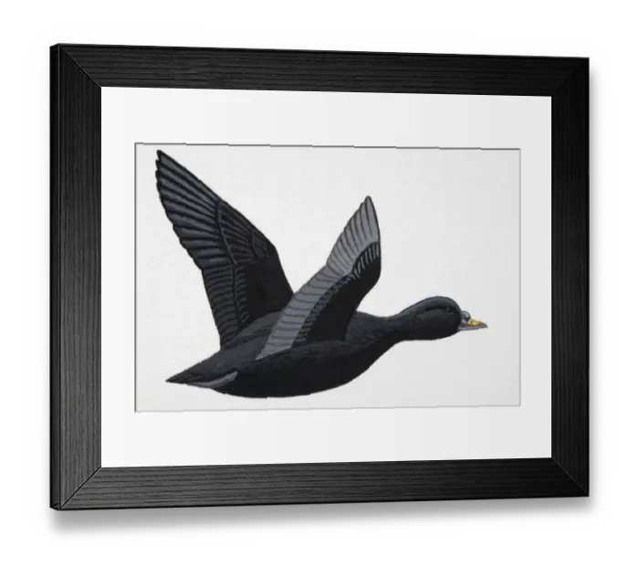 Framed Print : Common Scoter (Melanitta nigra), large, adult male sea duck Framed Print : Common Scoter (Melanitta nigra), large, adult male sea duck