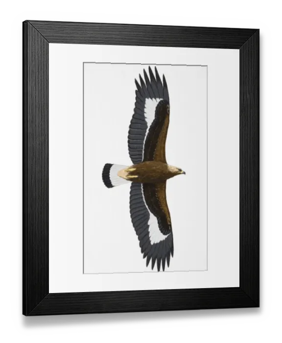 Framed Print : Golden Eagle (Aquila chrysaetos), juvenile Framed Print : Golden Eagle (Aquila chrysaetos), juvenile