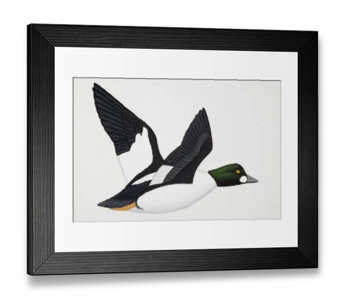Framed Print : Goldeneye (Bucephala clangula), adult sea duck Framed Print : Goldeneye (Bucephala clangula), adult sea duck