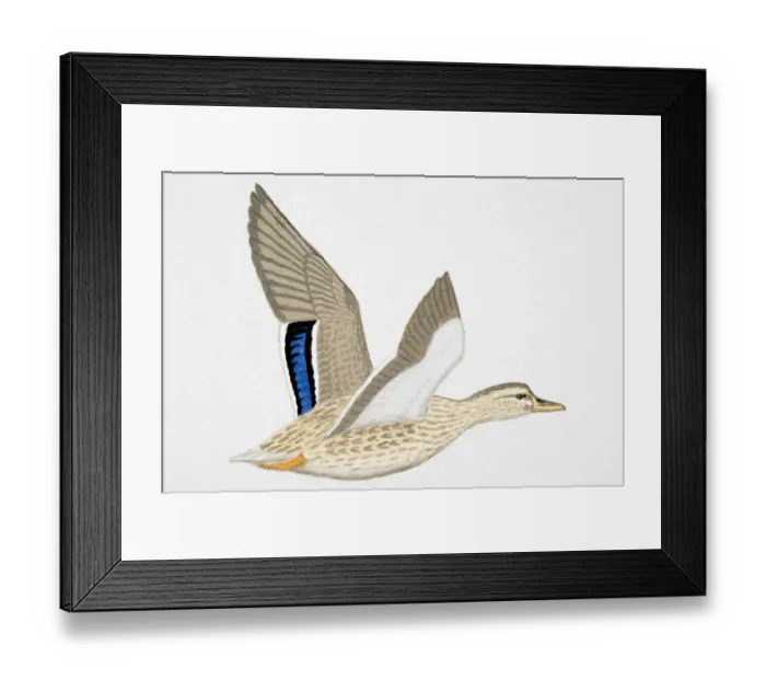 Framed Print : Mallard (Anas platyrhynchos), adult female Framed Print : Mallard (Anas platyrhynchos), adult female