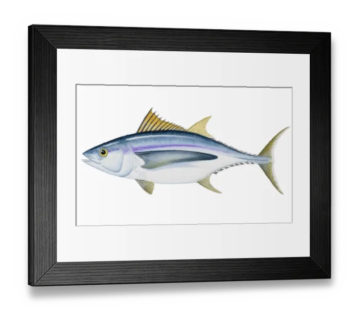 Framed Print : Albacore (Thunnus alalunga), saltwater fish Framed Print : Albacore (Thunnus alalunga), saltwater fish