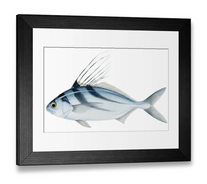 Framed Print : Roosterfish (Nematistius pectoralis), with long spines on dorsal fin