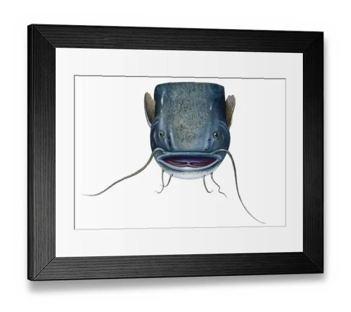 Framed Print : Catfish (Silurus glanis), head showing very long barbels on upper and lower jaw Framed Print : Catfish (Silurus glanis), head showing very long barbels on upper and lower jaw