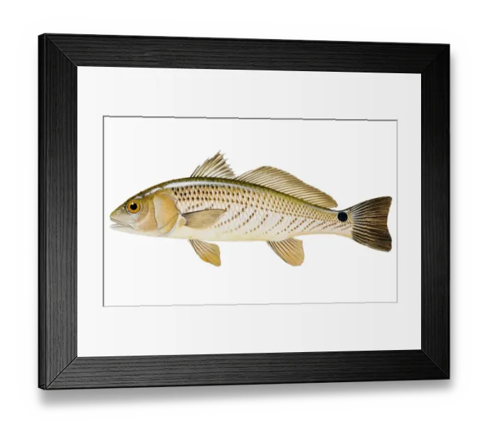 Framed Print : White Sea Bass (Atractoscion nobilis), species of croaker Framed Print : White Sea Bass (Atractoscion nobilis), species of croaker