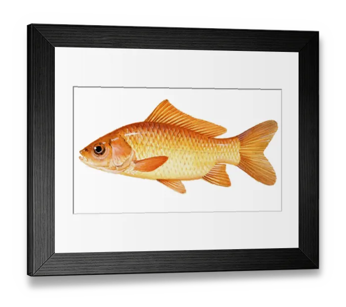 Framed Print : Goldfish (Carassius auratus), member of carp family Framed Print : Goldfish (Carassius auratus), member of carp family