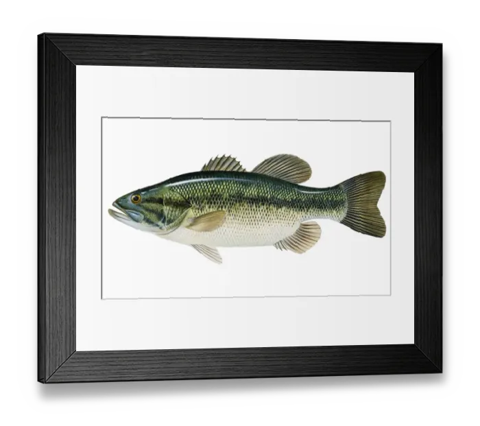 Framed Print : Largemouth Bass (Micropterus salmoides) Framed Print : Largemouth Bass (Micropterus salmoides)
