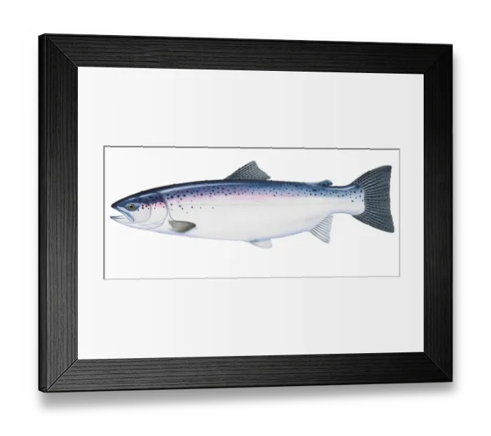 Framed Print : Rainbow trout (Oncorhynchus mykiss), Redband trout, Steelhead Trout Framed Print : Rainbow trout (Oncorhynchus mykiss), Redband trout, Steelhead Trout