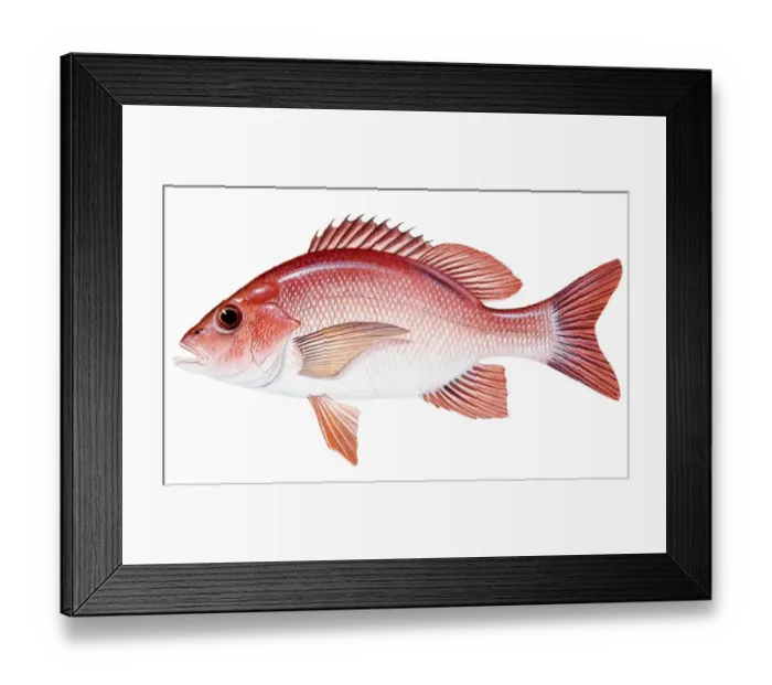 Framed Print : Red Snapper (Lutjanus campechanus), perciform fish