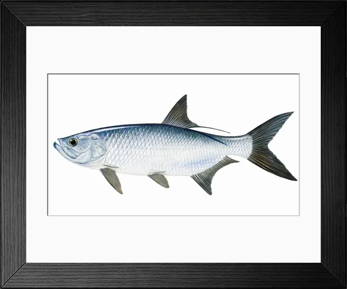 Framed Print : Tarpon (Megalops) Framed Print : Tarpon (Megalops)