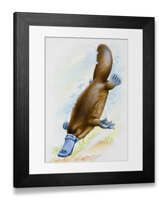 Framed Print : Platypus (Ornithorhynchus anatinus), diving underwater Framed Print : Platypus (Ornithorhynchus anatinus), diving underwater