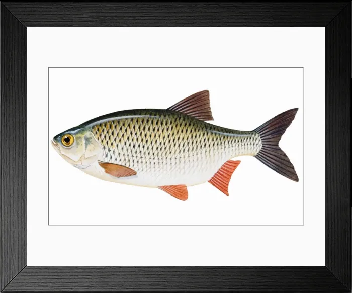 Framed Print : Rudd (Scardinius erythrophthalmus) Framed Print : Rudd (Scardinius erythrophthalmus)