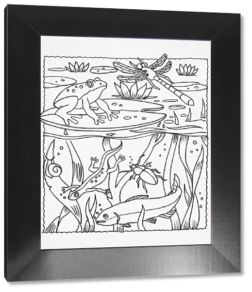 Simple line drawing of pond life