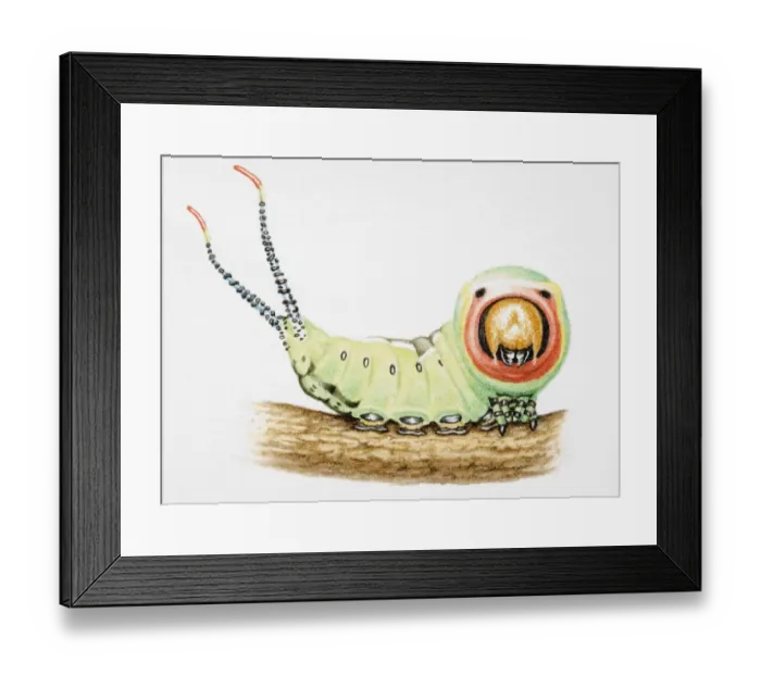 Framed Print : Green caterpillar on twig