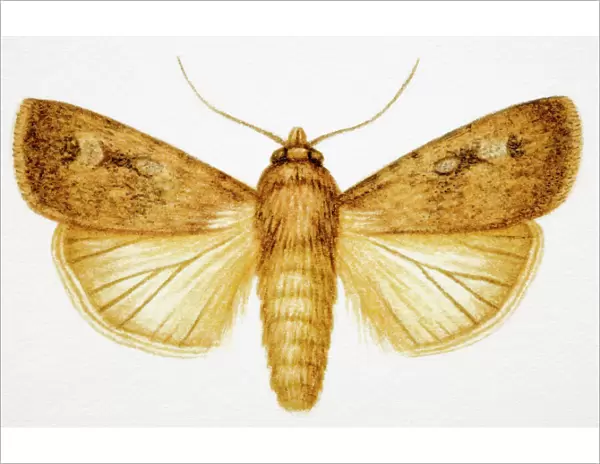 Moth with outstretched wings