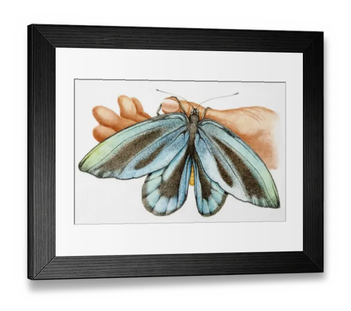 Framed Print : Blue Morpho (Morpho menelaus), iridescent tropical butterfly clinging to thumb of human hand Framed Print : Blue Morpho (Morpho menelaus), iridescent tropical butterfly clinging to thumb of human hand