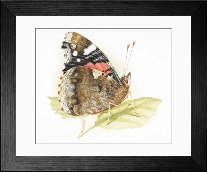 Framed Print : Butterfly standing on green leaf Framed Print : Butterfly standing on green leaf