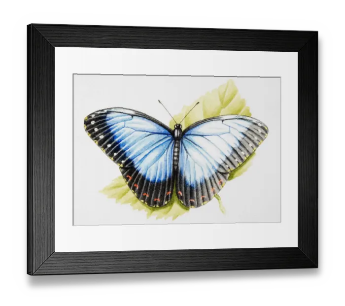 Framed Print : Predominantly blue, and black butterfly standing on green leaf Framed Print : Predominantly blue, and black butterfly standing on green leaf