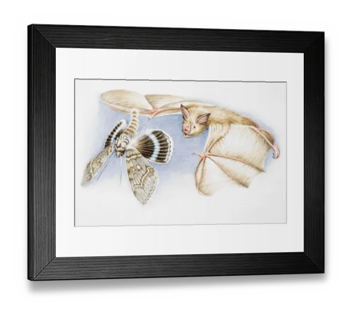 Framed Print : Bat hunting moth, both in flight Framed Print : Bat hunting moth, both in flight