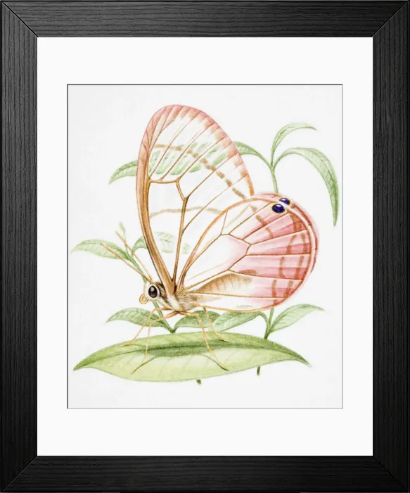 Framed Print : Butterfly standing on green leaf Framed Print : Butterfly standing on green leaf
