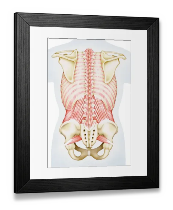 Framed Print : Human thorax, shoulder girdle, and pelvis posterior view