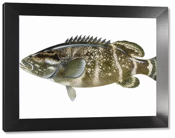 Jewfish (Epinephelus itajara), grouper