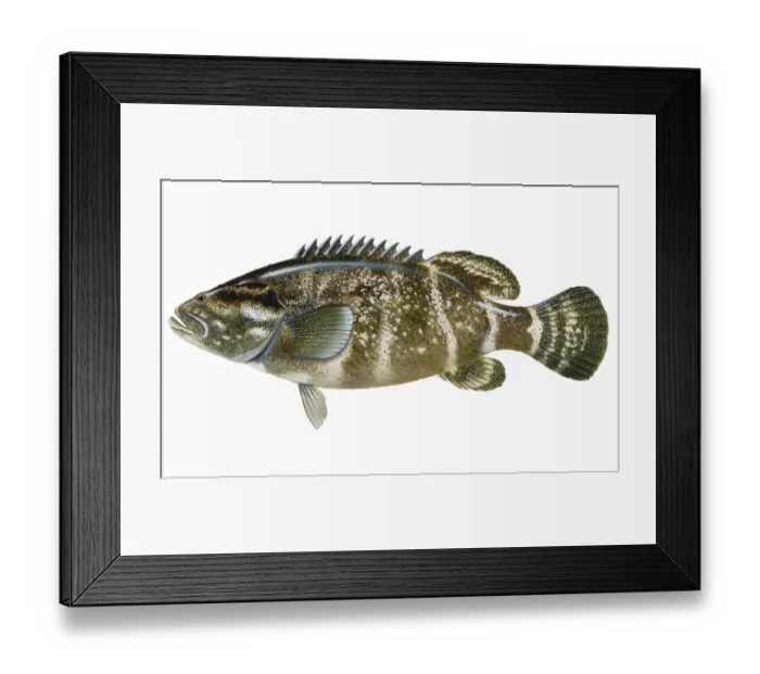 Framed Print : Jewfish (Epinephelus itajara), grouper Framed Print : Jewfish (Epinephelus itajara), grouper