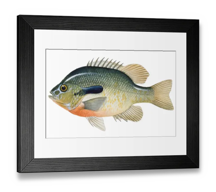 Framed Print : Redbreast Sunfish (Lepomis auritus), freshwater fish Framed Print : Redbreast Sunfish (Lepomis auritus), freshwater fish