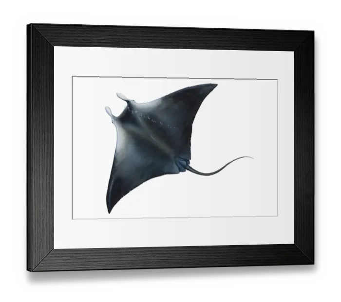 Framed Print : Manta Ray (Manta birostris), black back, elevated view Framed Print : Manta Ray (Manta birostris), black back, elevated view