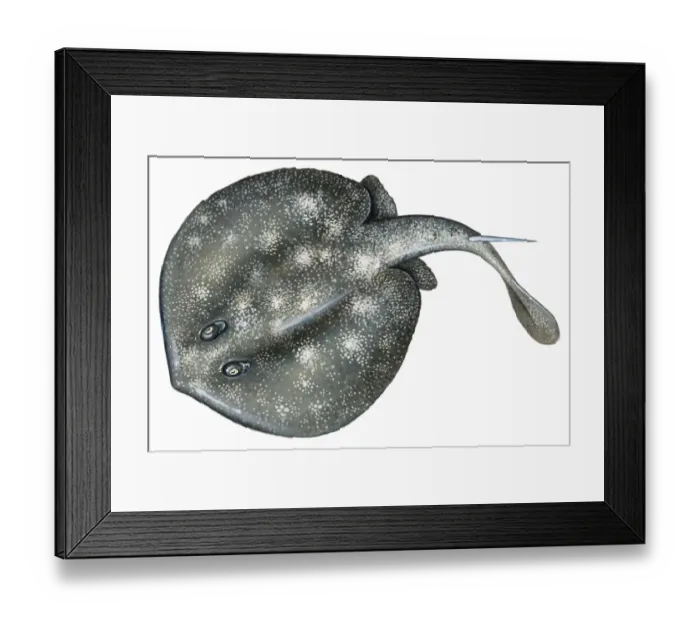 Framed Print : Stingray ( Dasyatidae), cartilaginous marine fish Framed Print : Stingray ( Dasyatidae), cartilaginous marine fish